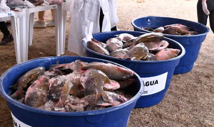 150 toneladas de peixe serão distribuídos para famílias roraimenses