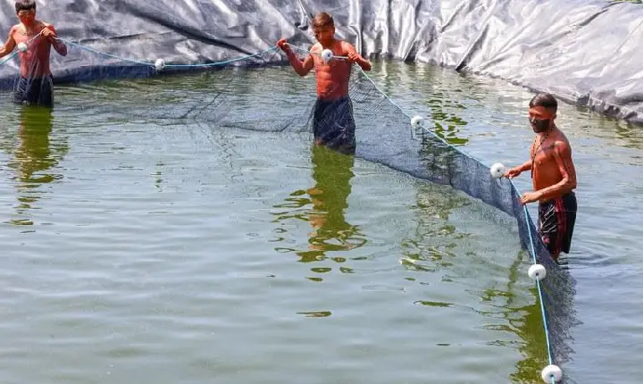 Ações federais reforçam soberania alimentar Yanomami