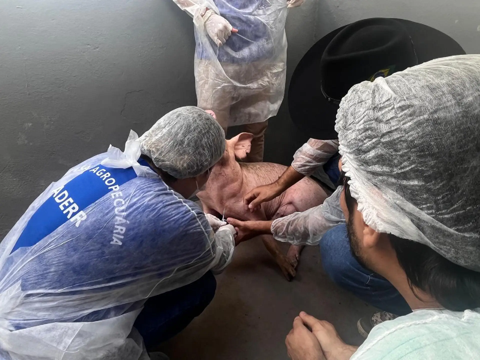Aderr inicia na próxima segunda-feira coleta de sangue em suínos