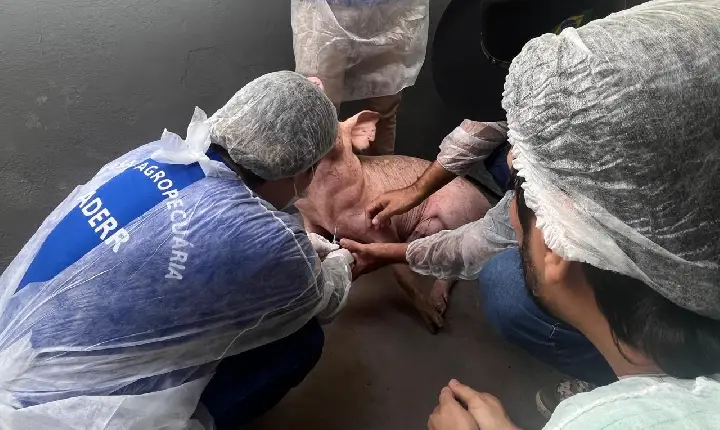 Aderr inicia na próxima segunda-feira coleta de sangue em suínos