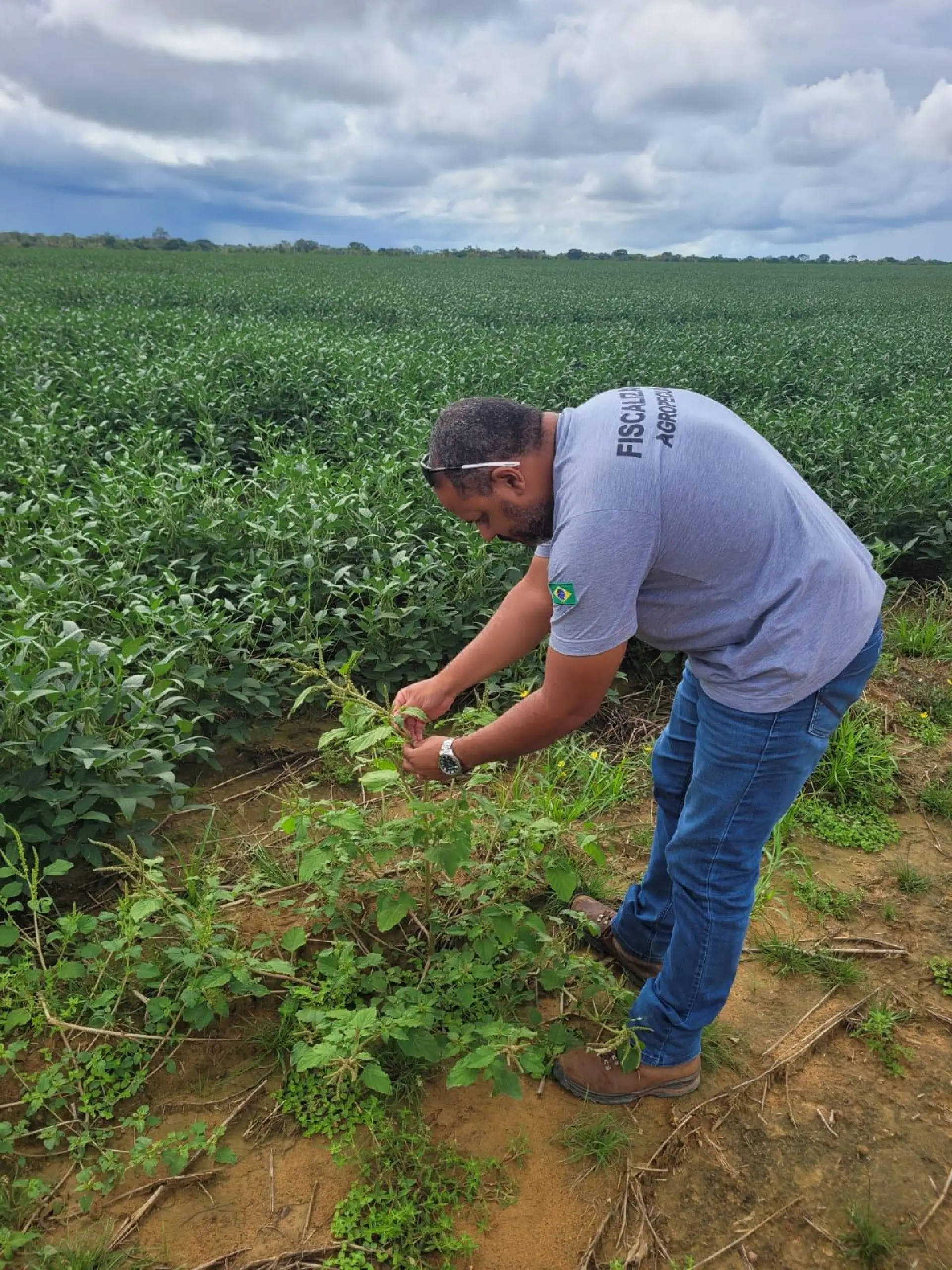 Aderr intensifica vigilância contra praga que ameaça lavouras de soja e milho em Roraima