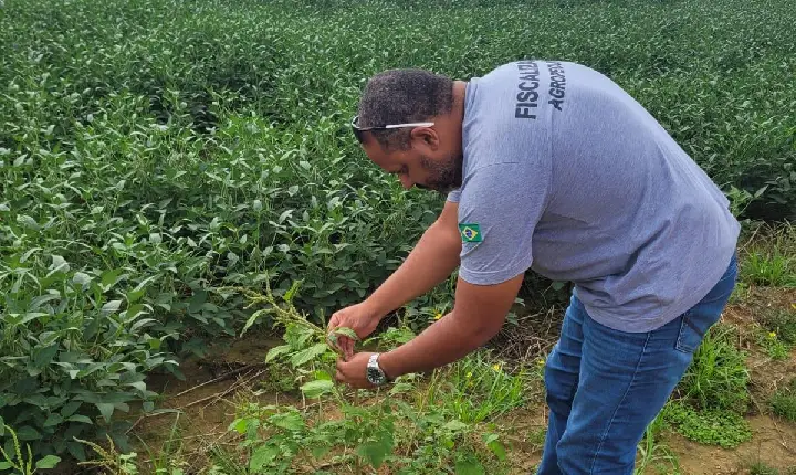 Aderr intensifica vigilância contra praga que ameaça lavouras de soja e milho em Roraima