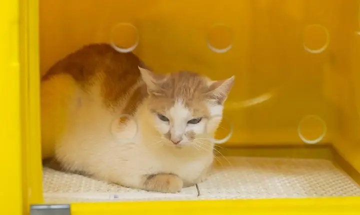 ALERR reforça políticas de combate a maus-tratos contra animais em Roraima