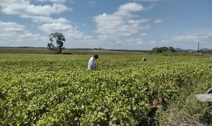 Após 90 dias de restrição, plantio da soja é retomado nesta quarta-feira