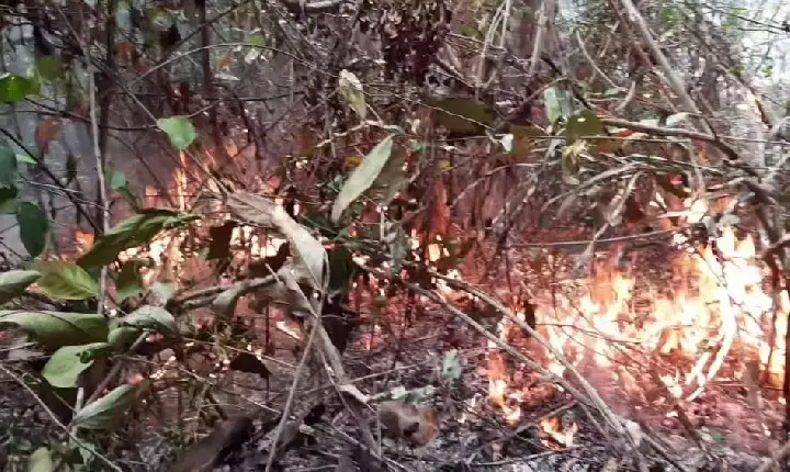 Após incêndios, indígenas de Roraima se organizam para enfrentar seca
