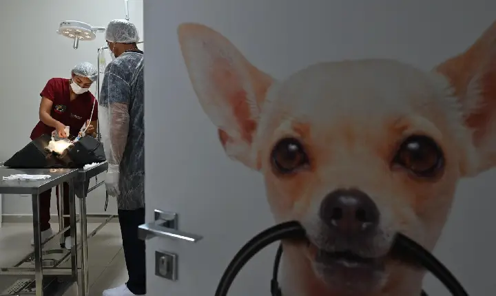 Assembleia Legislativa amplia acesso ao Programa do Bem-Estar Animal