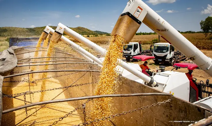 Boa Vista inicia colheita de milho seco na zona rural