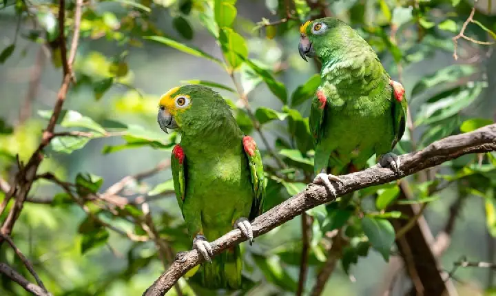 Bosque dos Papagaios segue em manutenção