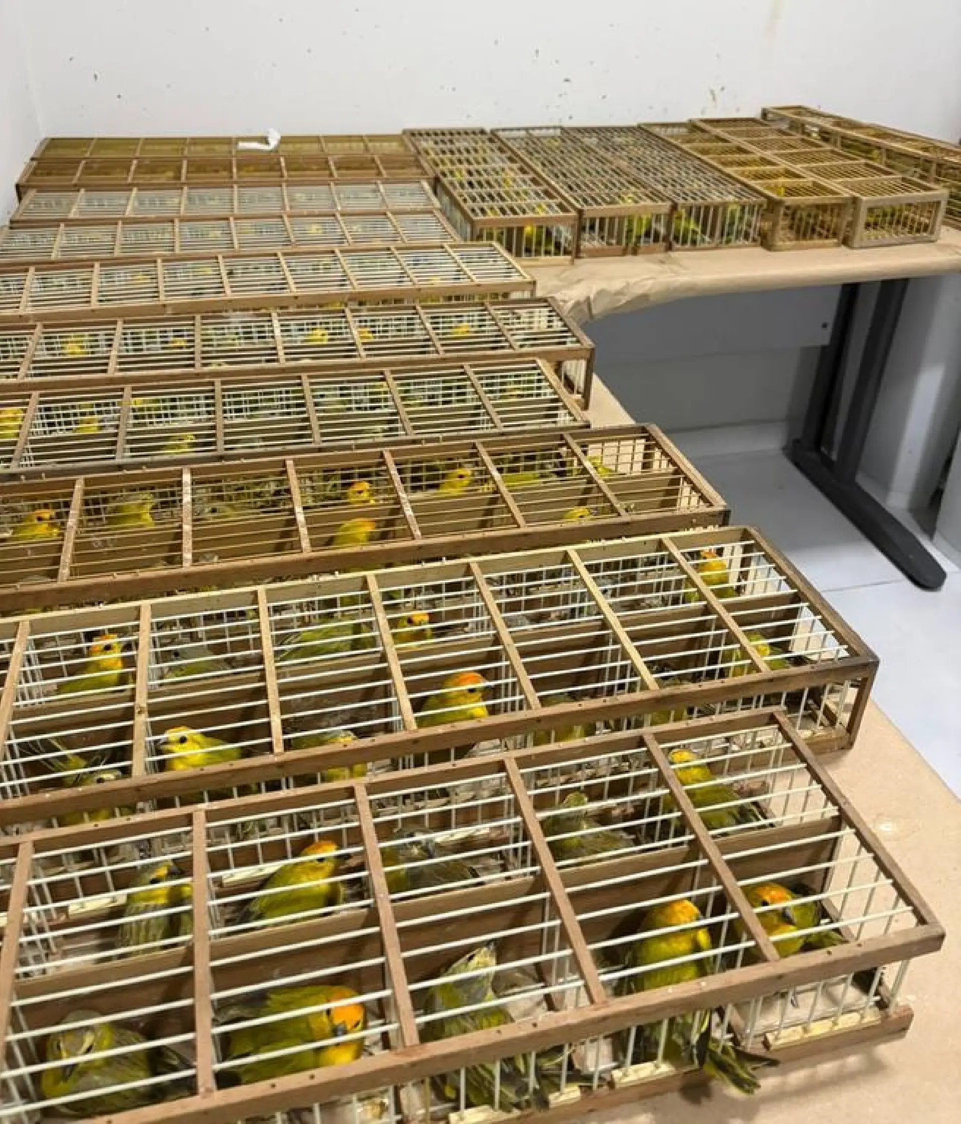 Brasil devolve 440 canários-da-terra à Venezuela após apreensão em Roraima