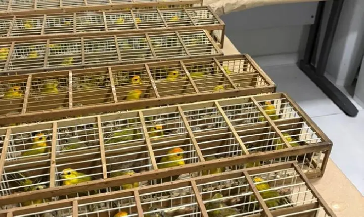 Brasil devolve 440 canários-da-terra à Venezuela após apreensão em Roraima