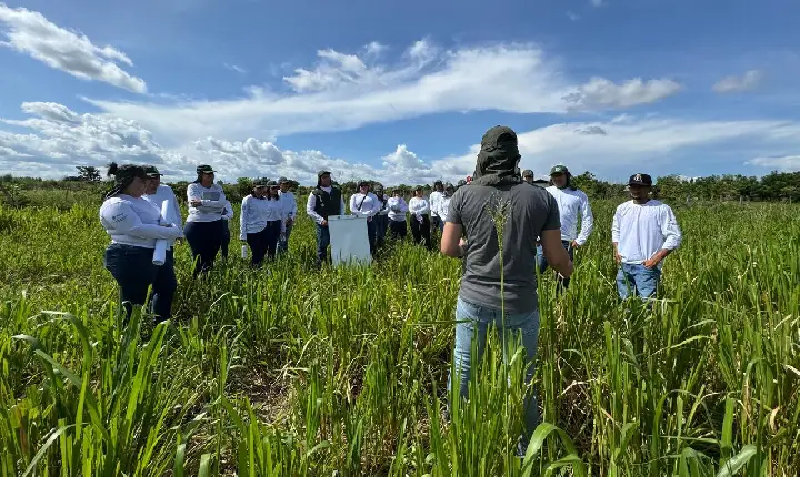 Capacitação do Agronorte em Roraima foca no manejo de pastagens