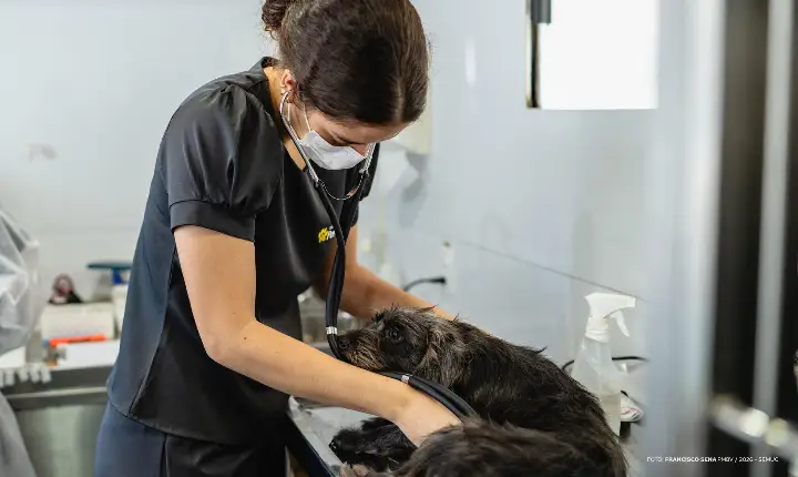 Castra Móvel leva esterilização gratuita a cães e gatos em Boa Vista
