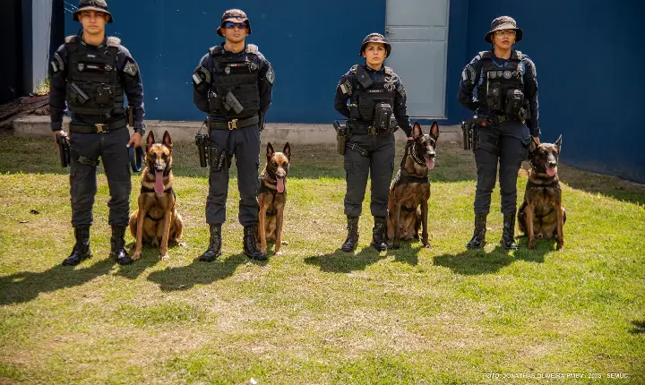 Conheça os cães da Guarda Civil Municipal que se destacam em ações de segurança em Boa Vista