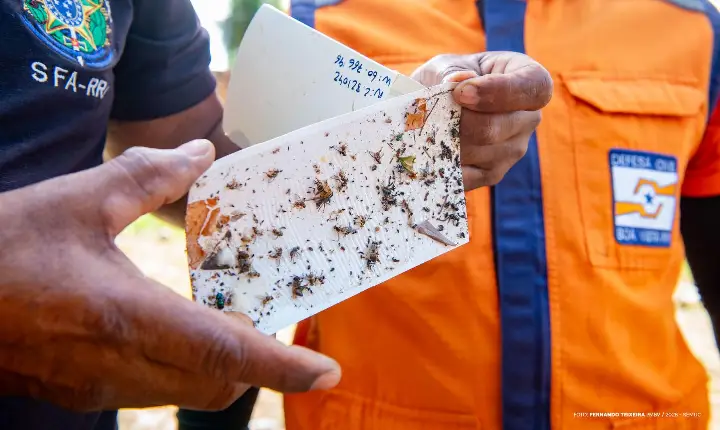 Defesa Civil Municipal reforça combate à mosca-da-carambola