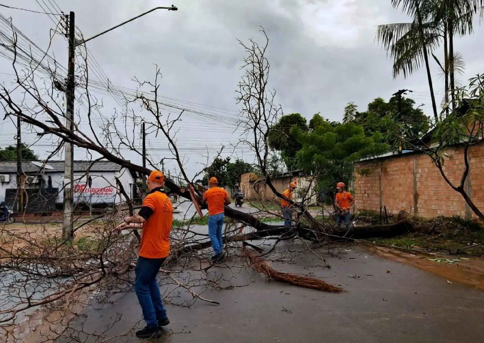 Defesa Civil retira árvore caída no Santa Tereza após forte chuva em Boa Vista