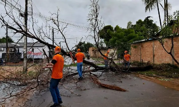 Defesa Civil retira árvore caída no Santa Tereza após forte chuva em Boa Vista