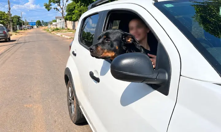 Detran-RR alerta para cuidados no transporte de animais de estimação