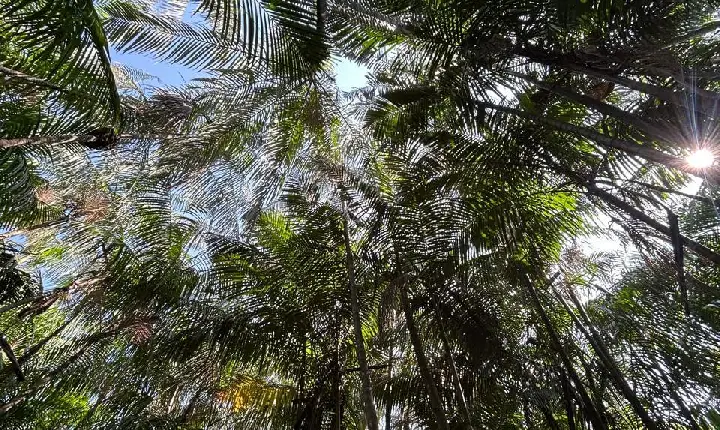 Dia de Proteção às Florestas reforça importância da preservação ambiental em Roraima