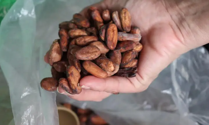 Dia Mundial do Chocolate destaca avanço da cadeia produtiva do cacau em Roraima