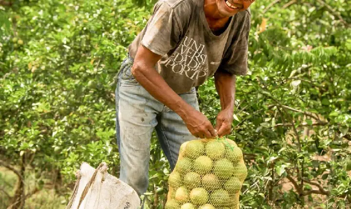 Diversidade no campo gera renda em Rorainópolis com apoio do Sebrae Roraima