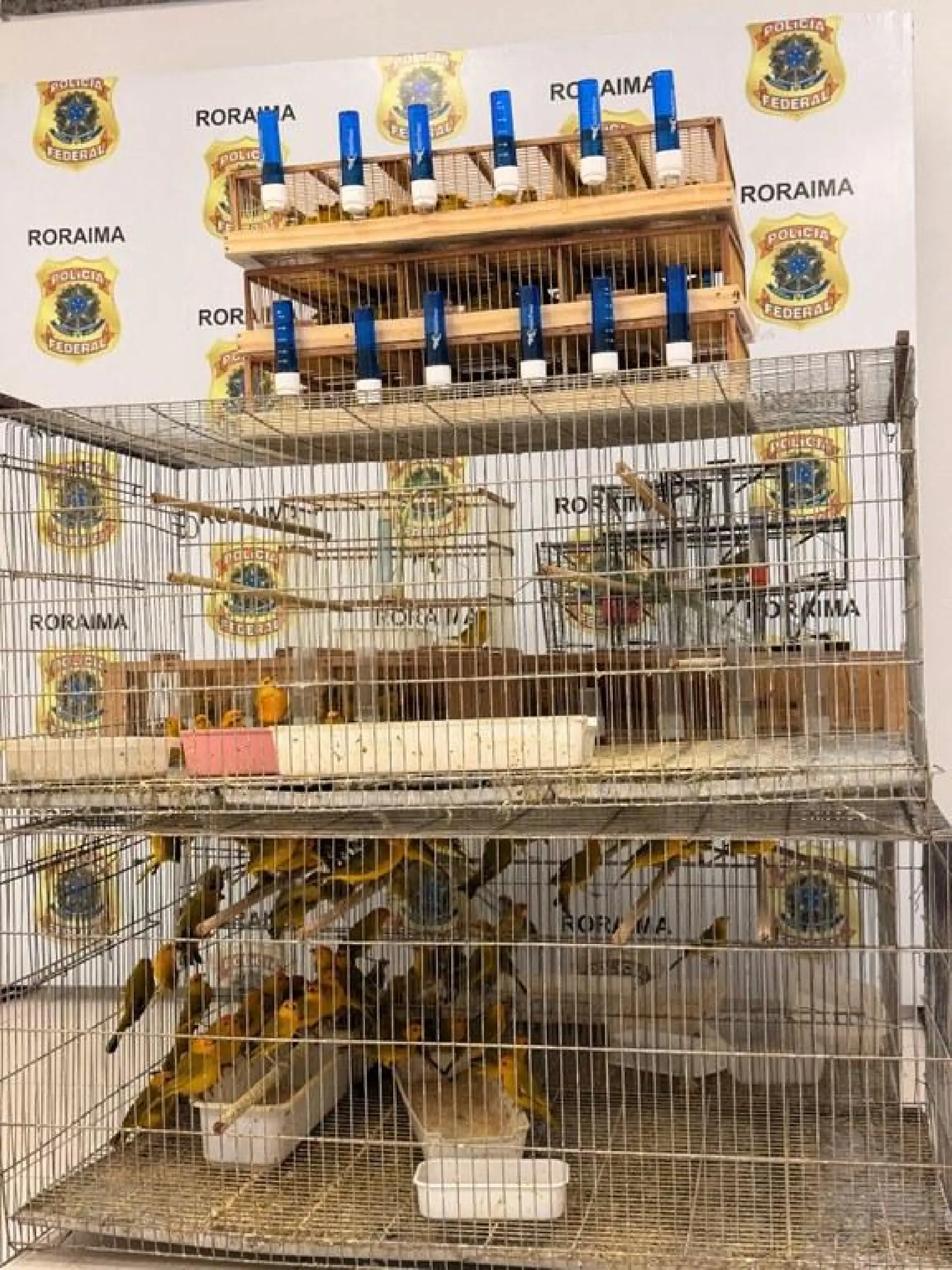 Dois homens são presos por comércio ilegal de aves silvestres em Boa Vista