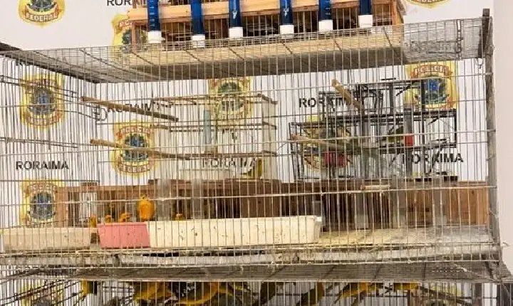 Dois homens são presos por comércio ilegal de aves silvestres em Boa Vista