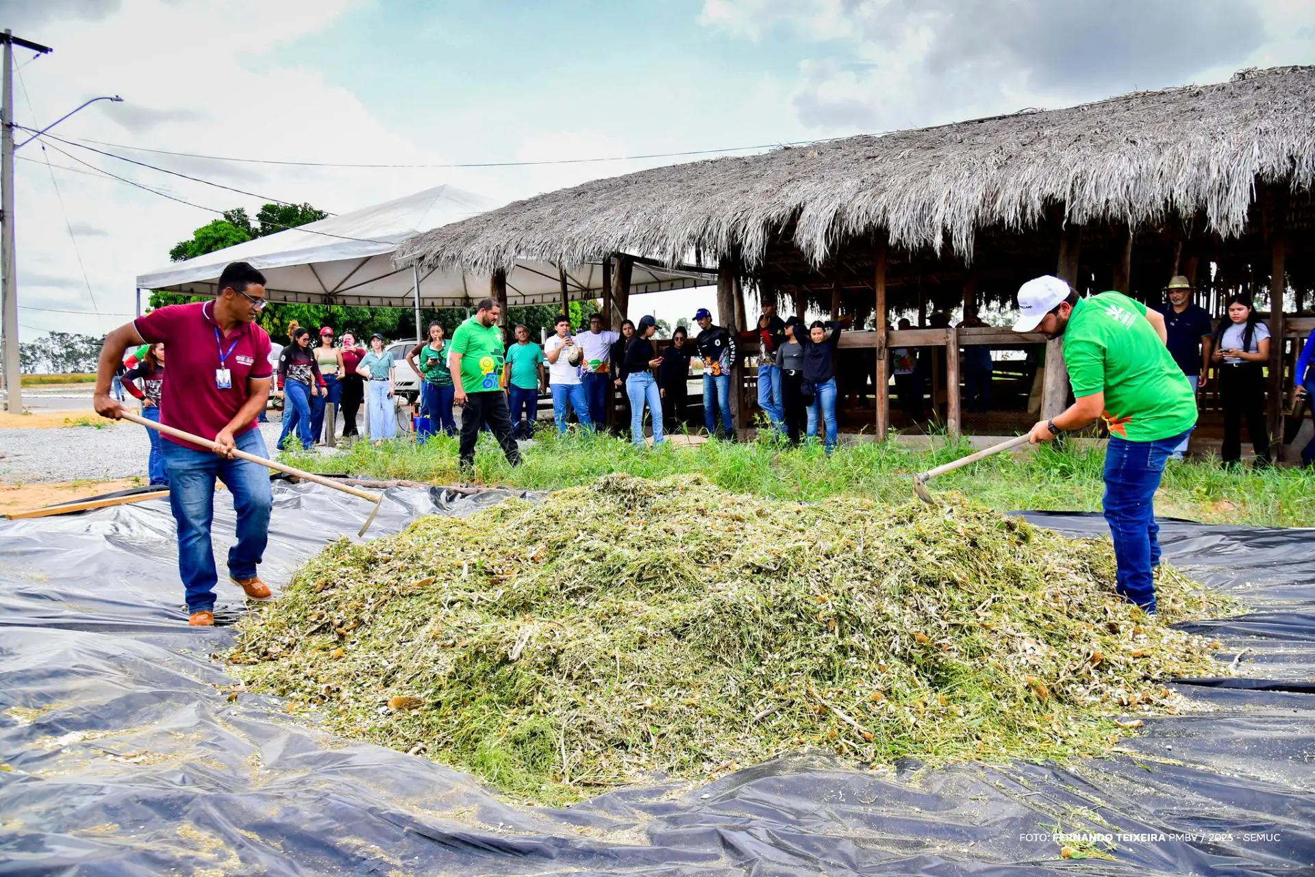 Em Dia de Campo, girassóis do CDT passam por silagem e alimentam animais