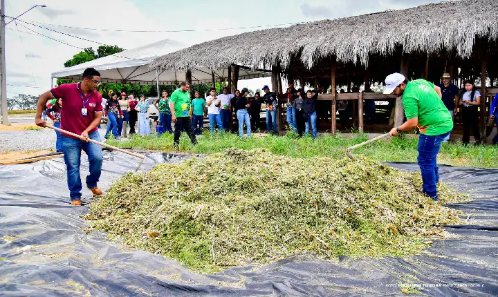 Em Dia de Campo, girassóis do CDT passam por silagem e alimentam animais