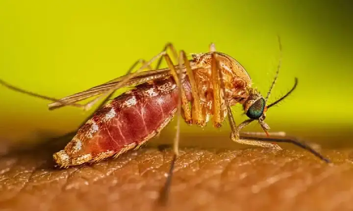 Febre do Nilo Ocidental: Brasil confirma primeiros casos de 2026