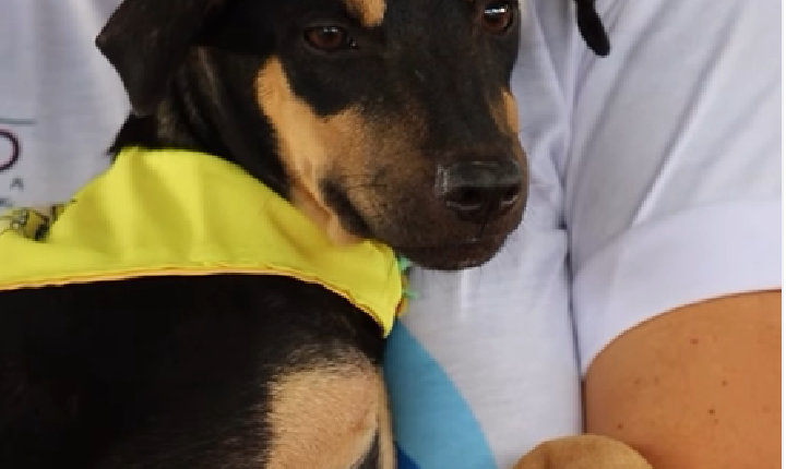 Feira de adoção pet da Operação Acolhida oferece chance de novo lar para cães em Boa Vista