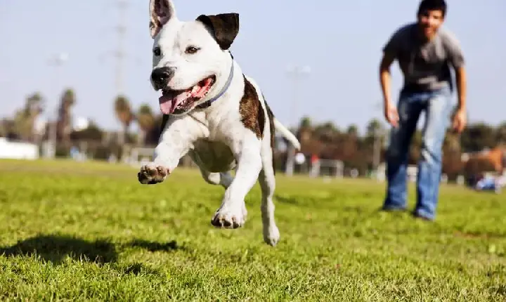 Férias com o pet: veja os cuidados indispensáveis antes de viajar ou passear