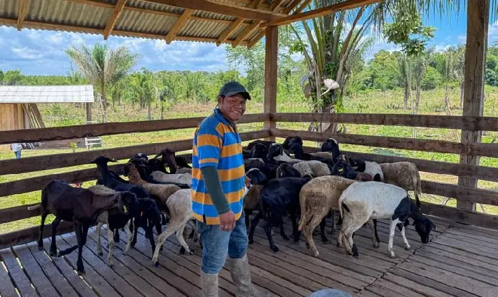 Funai fortalece comunidades indígenas de Roraima com 99 ovinos