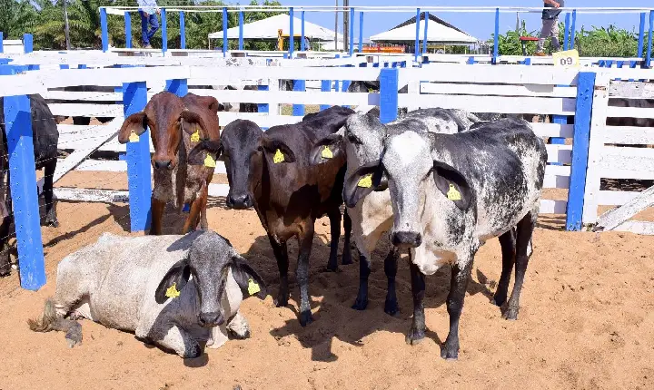 Governo de Roraima fortalece agricultura familiar com entrega de 110 novas matrizes leiteiras