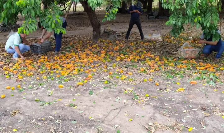 Governo inicia força-tarefa para conter mosca-da-carambola em Boa Vista