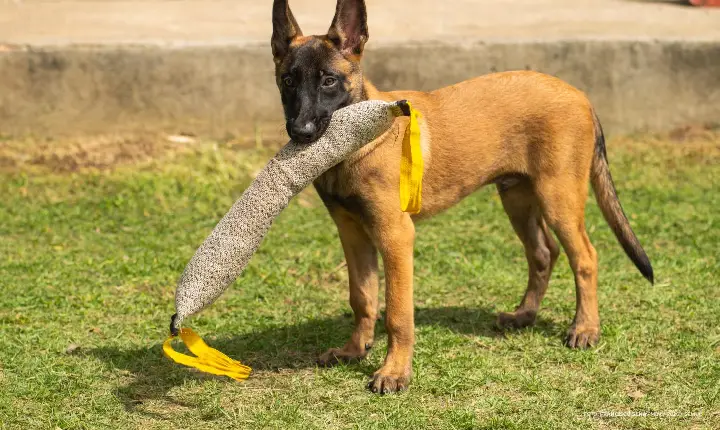 Guarda Municipal de Boa Vista já treina novo integrante da Patrulha Canina