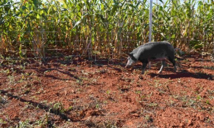 Javalis e javaporcos colocam lavouras de soja em alerta no início da safra