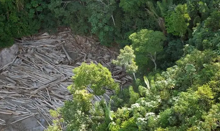 Justiça determina que fazendeiro recupere área de floresta desmatada em Roraima