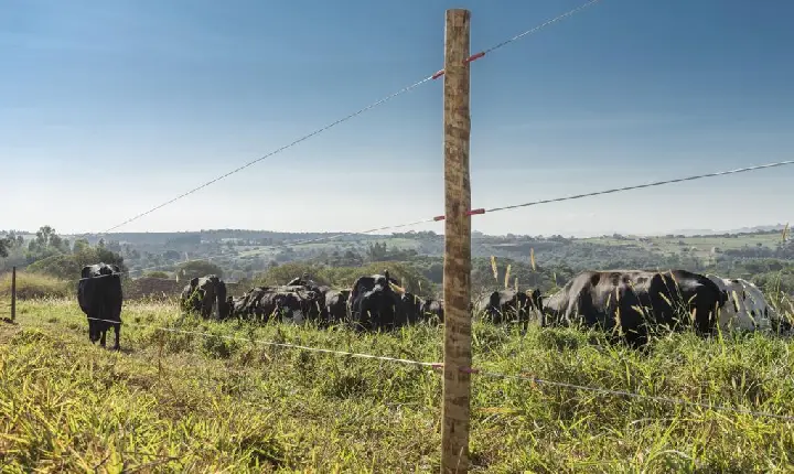 Lei federal estabelece regras para instalação de cercas elétricas em propriedades rurais