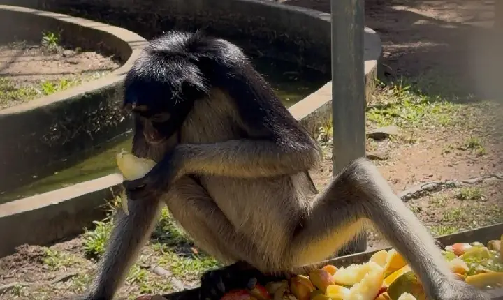 Mini zoológico do 7º BIS abre visitação diária ao público durante o mês de julho