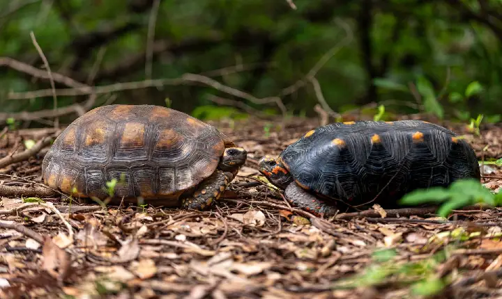 No Bosque dos Papagaios, jabutis vivem livres e protegidos pela natureza