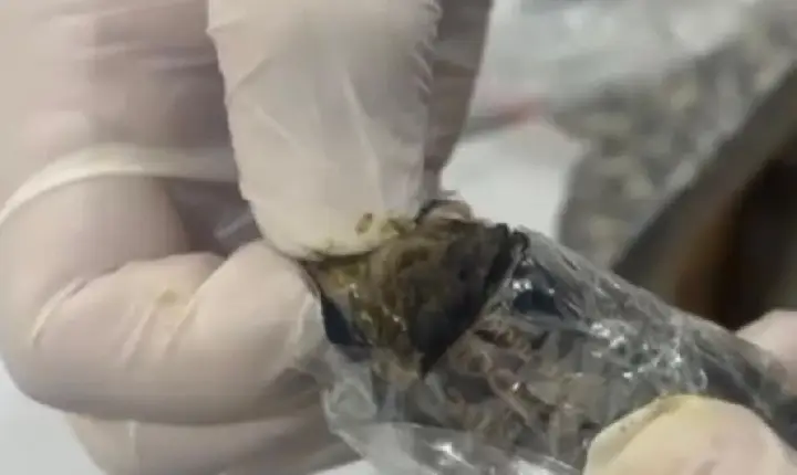 Polícia Civil apreende pela primeira vez droga do tipo “dry” em Roraima