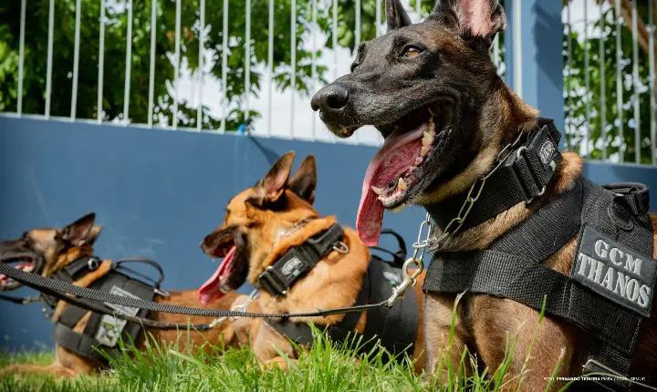 Prefeitura lança edital para serviços médico-veterinários do canil da Guarda Municipal