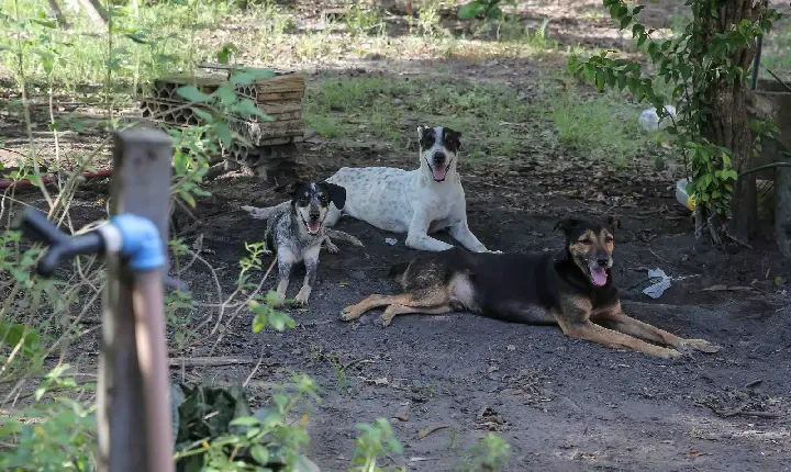 Presidente da comissão de defesa animal que população faça adoções de animais