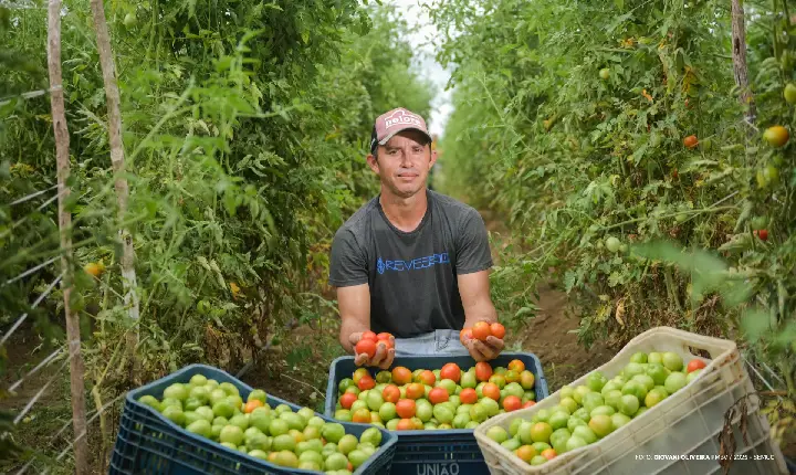 Produção de tomates impulsiona renda e sustentabilidade em comunidade indígena de Boa Vista