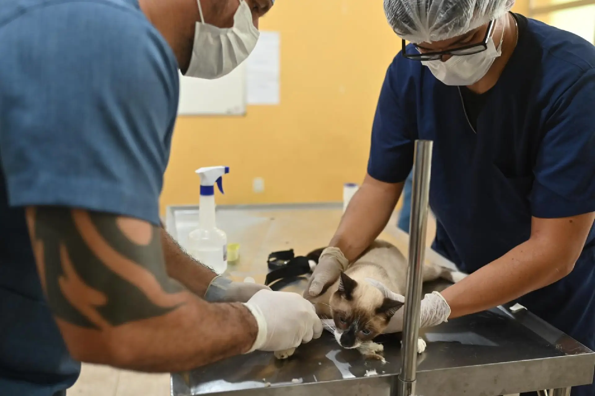 Programa Bem-Estar Animal da ALERR celebra primeiro ano com exposição fotográfica