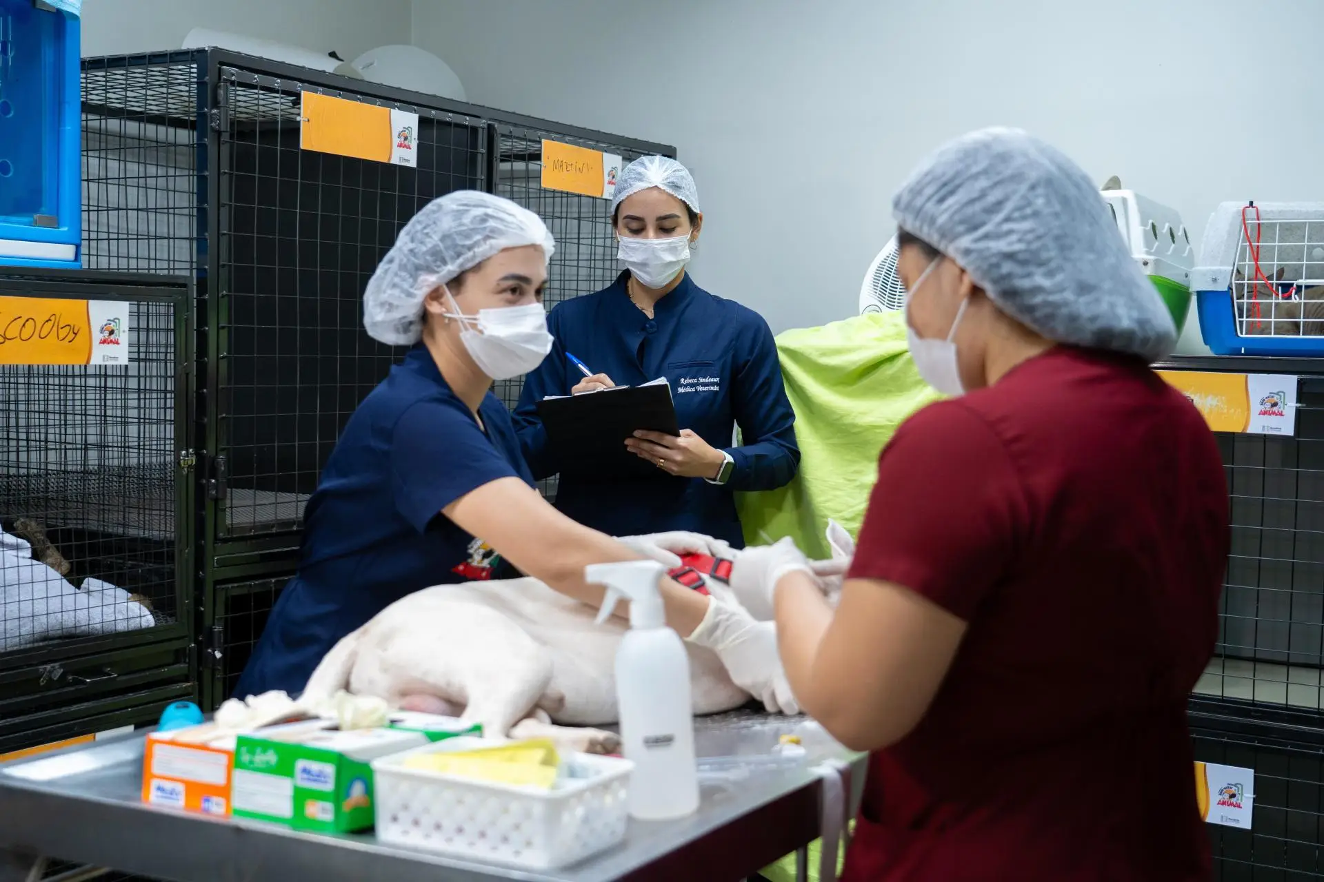 Programa da ALERR oferece castração e microchipagens gratuitas