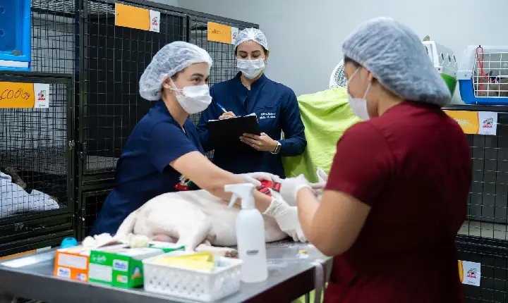 Programa da ALERR oferece castração e microchipagens gratuitas