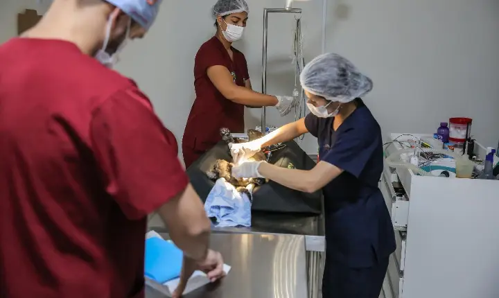 Programa de Bem-Estar Animal atinge marca de 10 mil atendimentos gratuitos em Roraima