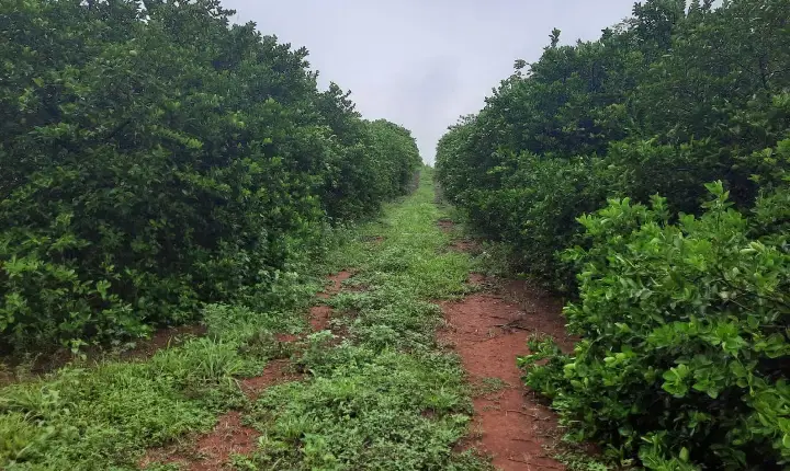 Roraima mantém status sanitário e segue sem registro da principal praga dos citros