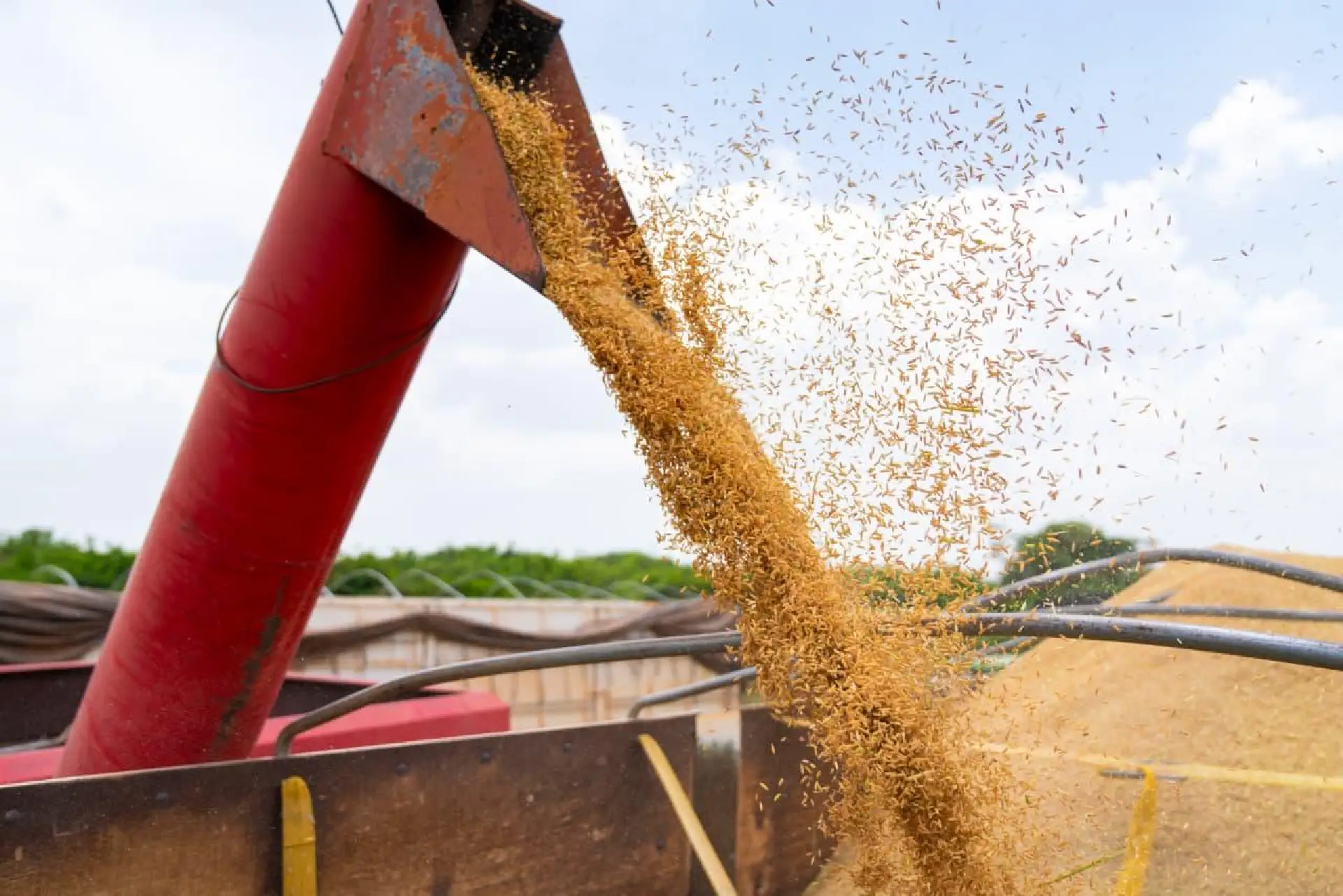 Roraima projeta aumento de 9,4% na área plantada de soja em 2026